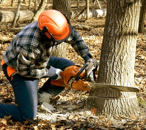 Tree Removal in Sherrill, IA